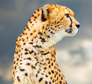East Africa 5 NIGHTS / 6 DAYS