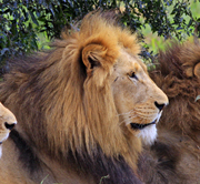 East Africa 3 NIGHTS / 4 DAYS